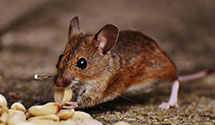 Find Exterminators in Jessamine County